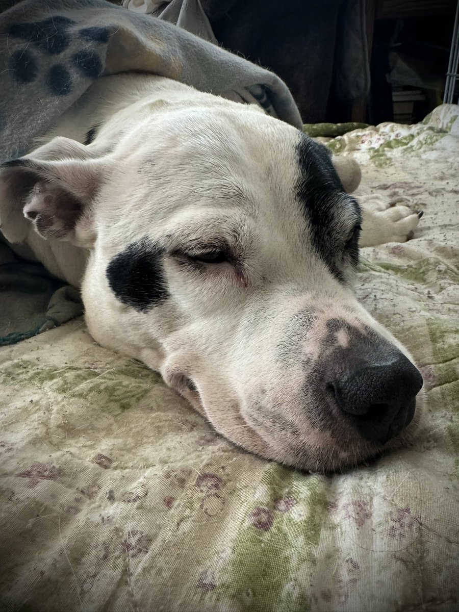 TommyKubiski's tweet photo. Have a great Tuesday, everybody! Thank you for all of your prayers, love, and well wishes for Pearly. She’s doing good today; so far the results haven’t shown much to explain what’s all going on. But we’re doing our best to find out what we can do to help give her relief. 🍐🐶🖤 https://t.co/juSMUFOUks