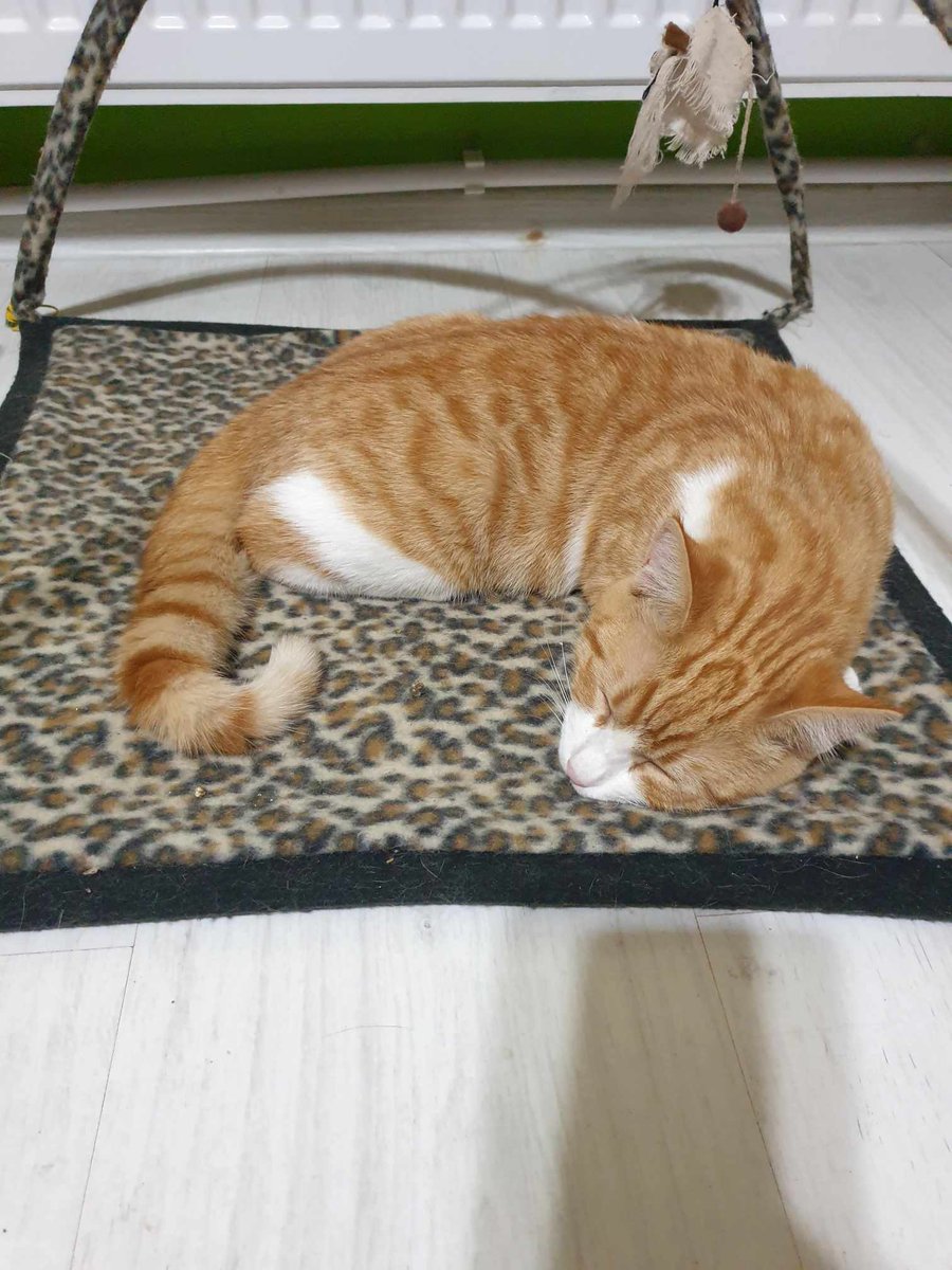 International Dog Rescue (@interdogrescue) on Twitter photo Sleepy REMY
asking for your help.
We can no longer raise money as #IDR but <a href="/HDCUK_Rescue/">Helping Dogs & Cats UK Rescue C.I.C</a> have agreed to take in the cats.
But, NONE can travel until costs are covered. £320 is needed for EACH cat £368 in TOTAL.
Donate to: paypal.com/paypalme/hdcuk REF: 6 cats #catsinneed #HDCUK Sleepy REMY
asking for your help.
We can no longer raise money as #IDR but <a href="/HDCUK_Rescue/">Helping Dogs & Cats UK Rescue C.I.C</a> have agreed to take in the cats.
But, NONE can travel until costs are covered. £320 is needed for EACH cat £368 in TOTAL.
Donate to: paypal.com/paypalme/hdcuk REF: 6 cats #catsinneed #HDCUK