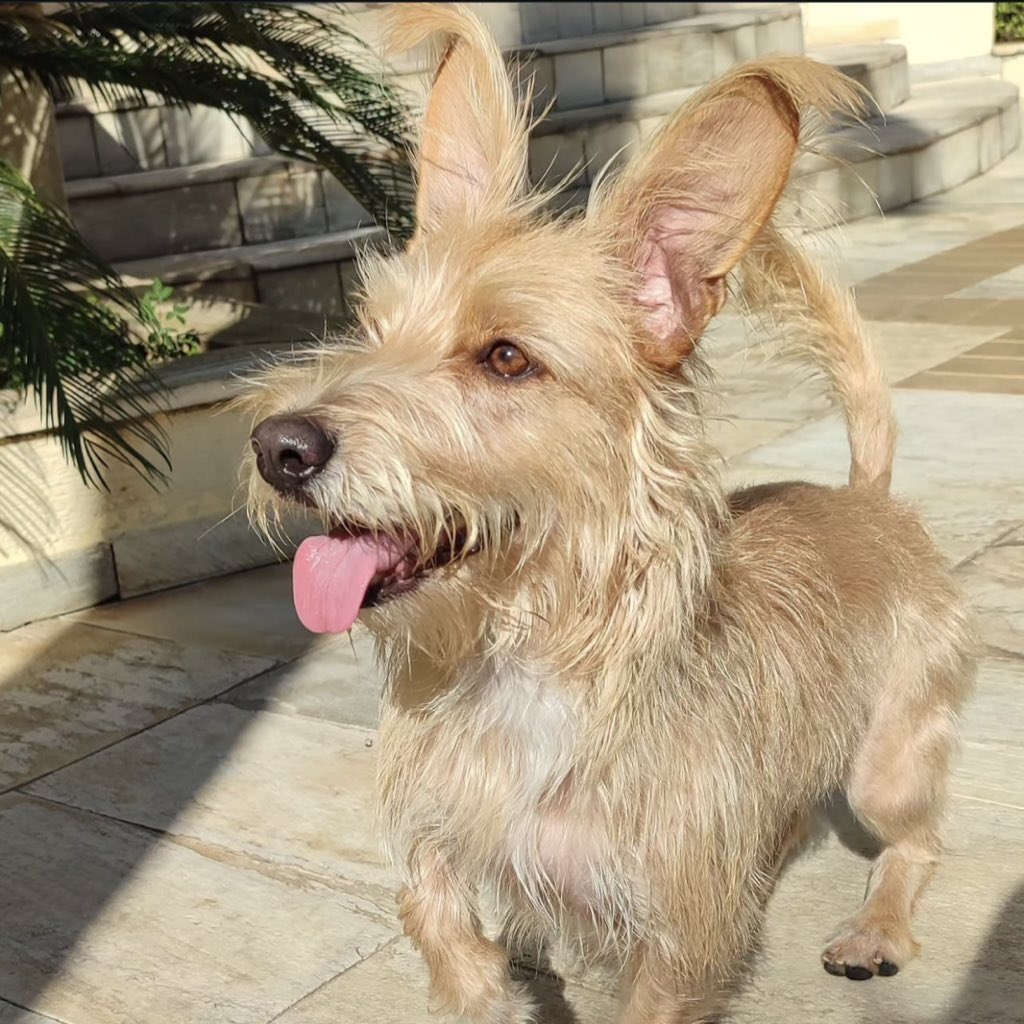 BID03ULI's tweet photo. cachorro da raça fiapo de manga e cachorra da raça lady, igual a mãe dela #DESAFIO05SAINTETOILE https://t.co/KGE2nj8ewl