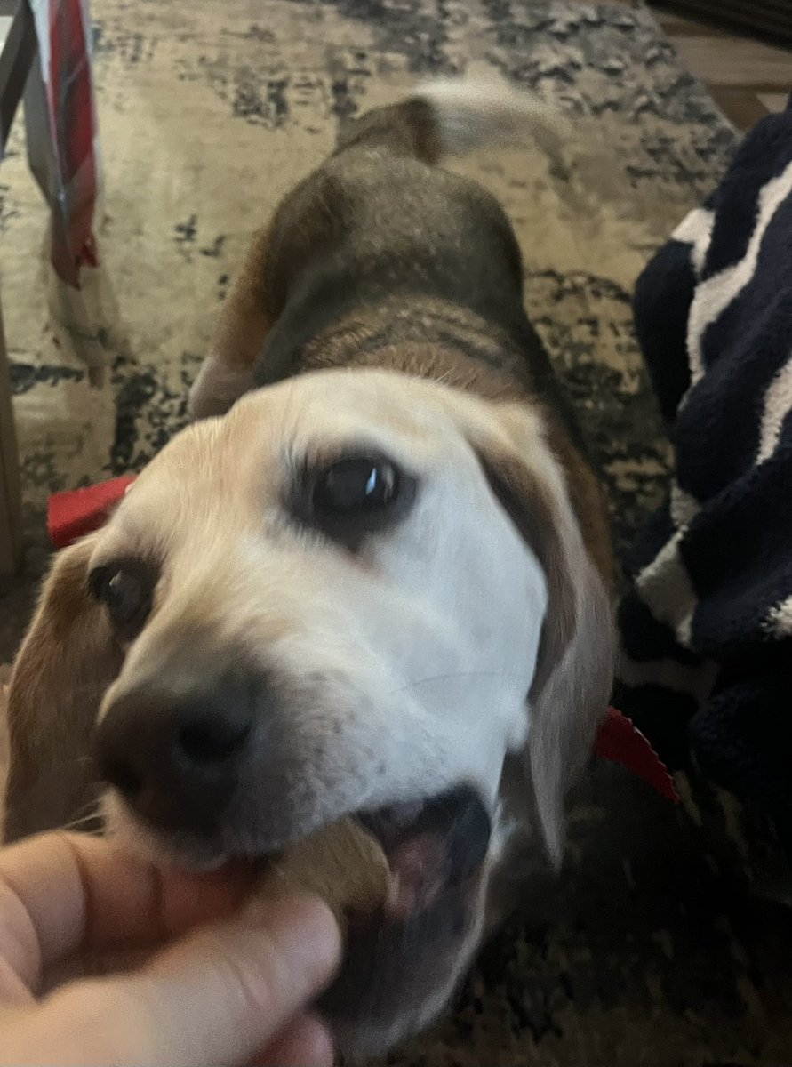 mrbenjaminButt1's tweet photo. @LolaPatolla Maybe not funny- but Imb grabbing my Christmas treats
@CoachRobynR sent us 😋 https://t.co/BnLGkErnOO