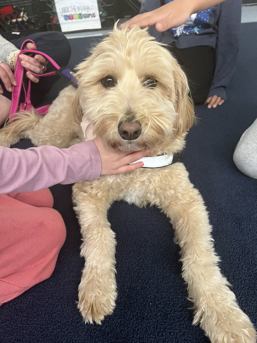 We had so much fun during our therapy dog visit today! Mazie and her owner taught us so much about therapy dogs and how they help people! 🐶