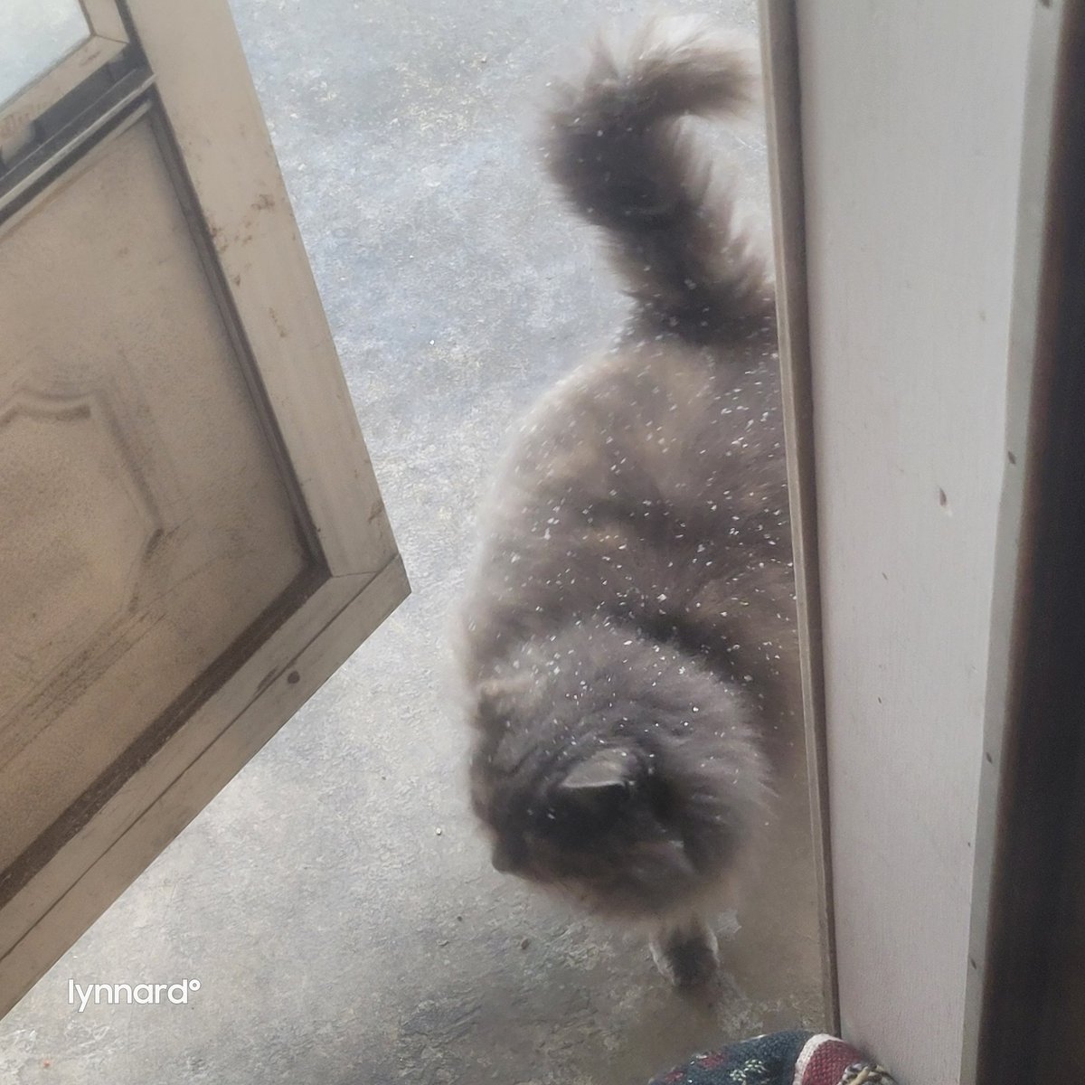 lynnslagle42's tweet photo. Daliaha wants her supporters to know that she is well fed, loved and happy. She almost came inside during this cold spell. #ferallivesmatter #feralcolony #lovemyferals #tnrworks #tnrsaveslives #supporttnr #thankyou #thebestsupporters #queendaliaha #roundishershape https://t.co/2GFk7Y4vdd