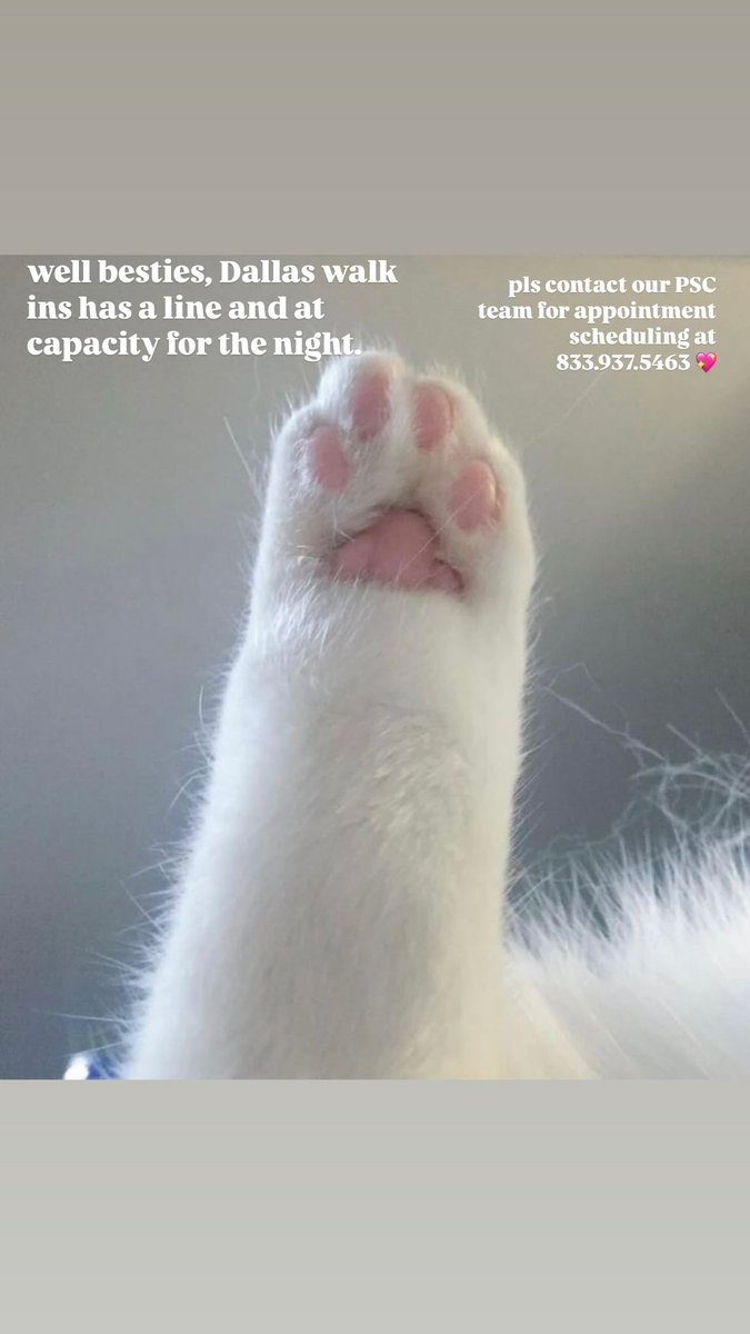 KindTestingDTX's tweet image. we’re at capacity for Dallas walkins tonight friends. Pls give our PSC team a call for scheduling 💖