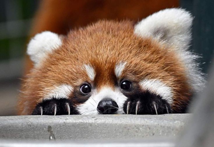 AyaGoma2's tweet photo. Seungkwan is definitely red panda https://t.co/gIJEUjMRcZ