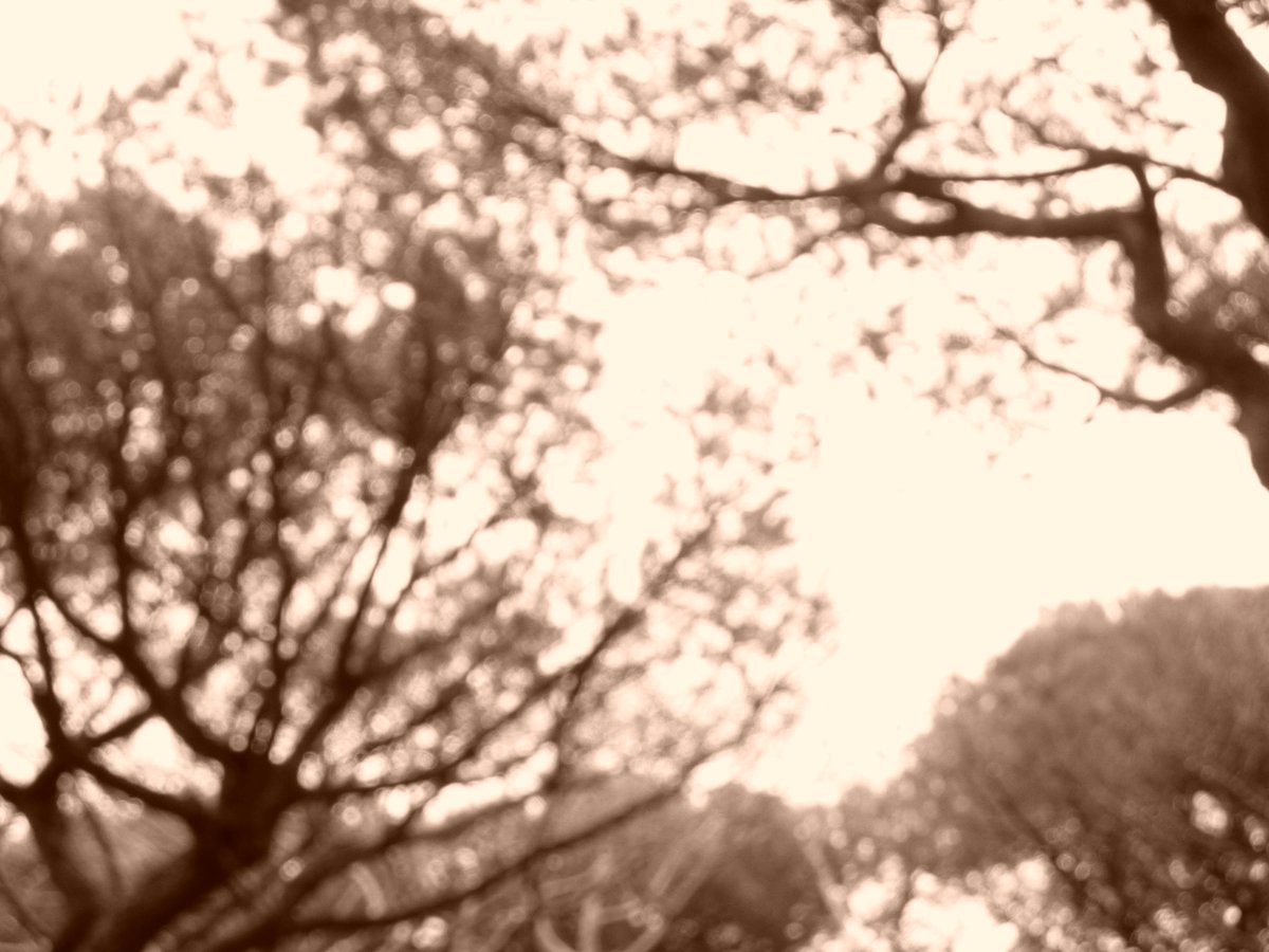 MRoffinella's tweet image. #abstractartwork 

La mélancolie des arbres.

©️MartineRoffinella