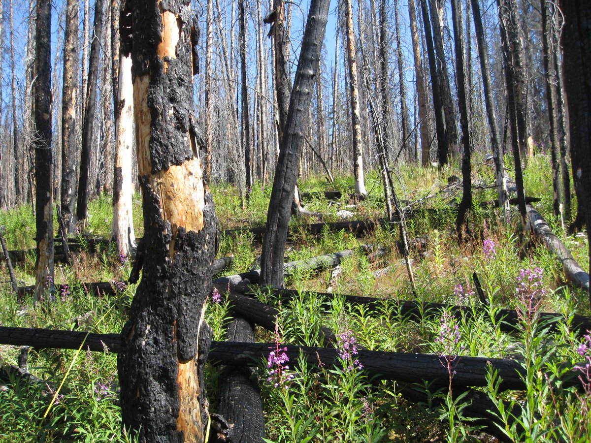 Tune into the RMRS Missoula Fire Sciences Lab Seminar Series! This month, seminars will focus on topics that are relevant to land and fire managers. Join us this Wednesday, 1/8, and every Thursday thereafter from 11am-noon MT. More info: research.fs.usda.gov/firelab/produc…