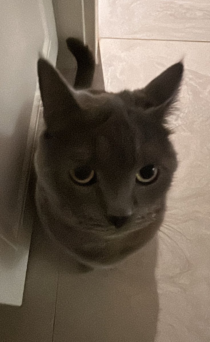 yusufmercan016's tweet image. 3 olduk 🎂#Pars 🐈‍⬛