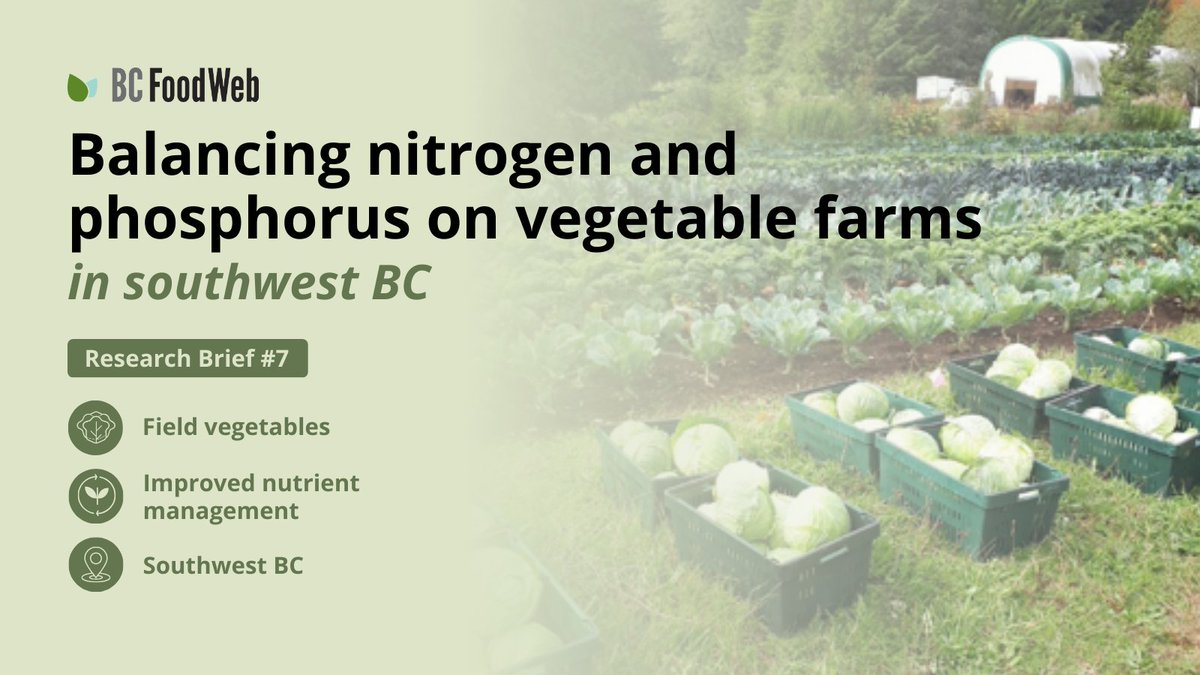 A recent study across 20 farms in southwest BC found that using compost to meet crop phosphorus needs, paired with a high-N organic fertilizer to meet nitrogen needs, can work well on farms with moderate to high soil P.🥬

🌱 Read the summary: bcfoodweb.ca/briefs/balanci…