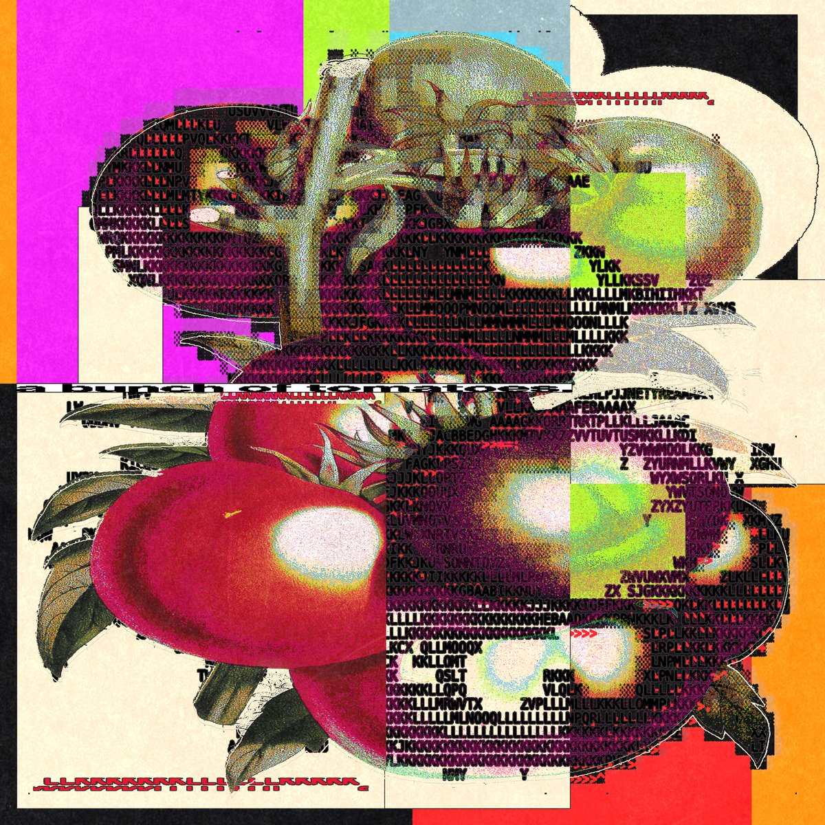 a bunch of tomatoes.