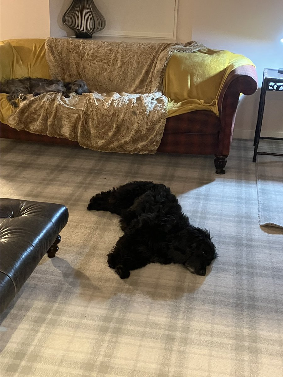 Top Dog plum tuckered 🐶❤️🏴󠁧󠁢󠁳󠁣󠁴󠁿🏴󠁧󠁢󠁳󠁣󠁴󠁿🏴󠁧󠁢󠁳󠁣󠁴󠁿🏴󠁧󠁢󠁳󠁣󠁴󠁿🏴󠁧󠁢󠁳󠁣󠁴󠁿