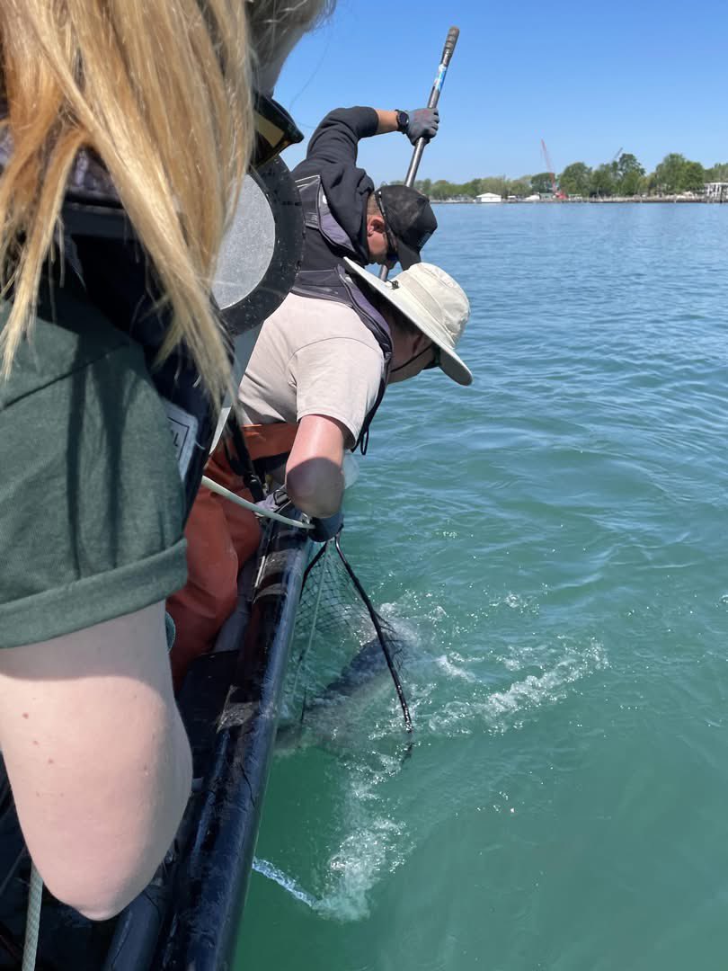 FishBio_Briggs's tweet photo. Another #TagReturnTuesday #LakeSturgeon! This male #Sturgeon was originally caught and tagged in 2014 at 59.9 inches long and 45.0 lbs and recaptured for the first time in 2024 at 61.9 inches long and 46.1 lbs. https://t.co/Y98JFjN53c