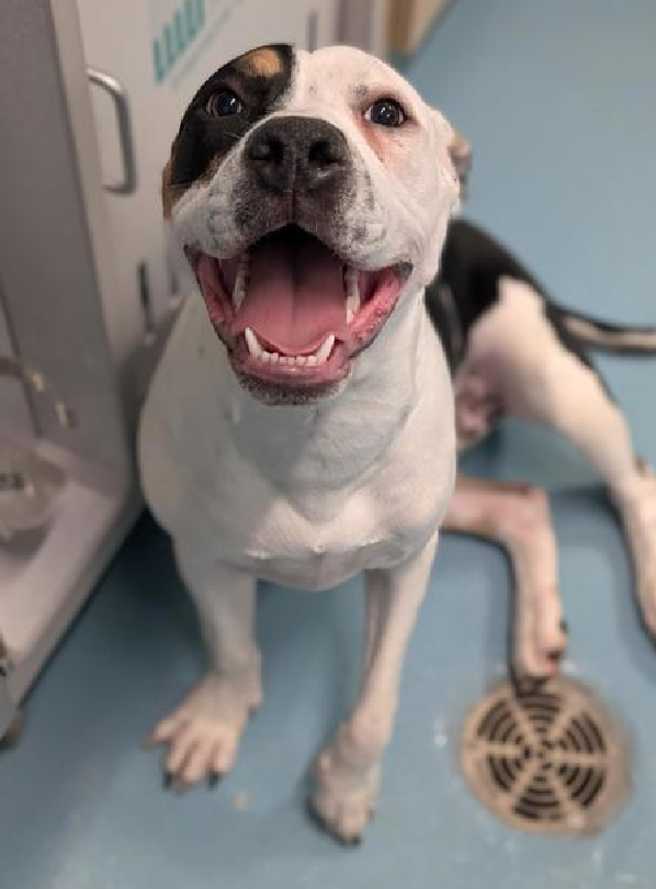 NMBewitched's tweet photo. Chariot💔
23 days at #NYCACC no assessment
🚑Lameness & possible pneumonia
https://t.co/ciThWYZmXd
#RescueOnly #FosterMe
Chariot can't walk outside😭
Medical notes: friendly & wiggly. Whines & leans against cage for attention
Amputation candidate
Pls #Pledge https://t.co/YlXhoSQiHF