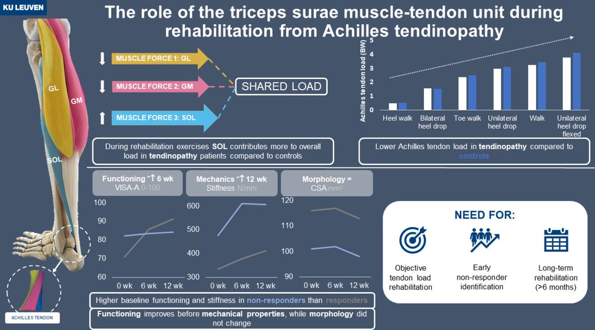 🚨 What is the role of the triceps surae muscle-tendon unit during rehabilitation from Achilles tendinopathy? 🤷‍♂️

NEW #PhDAcademyAward with excellent overview graphic ⬇️

<a href="/IneMylle/">Ine Mylle</a> 👏

Article 👉 bit.ly/3W8iotB