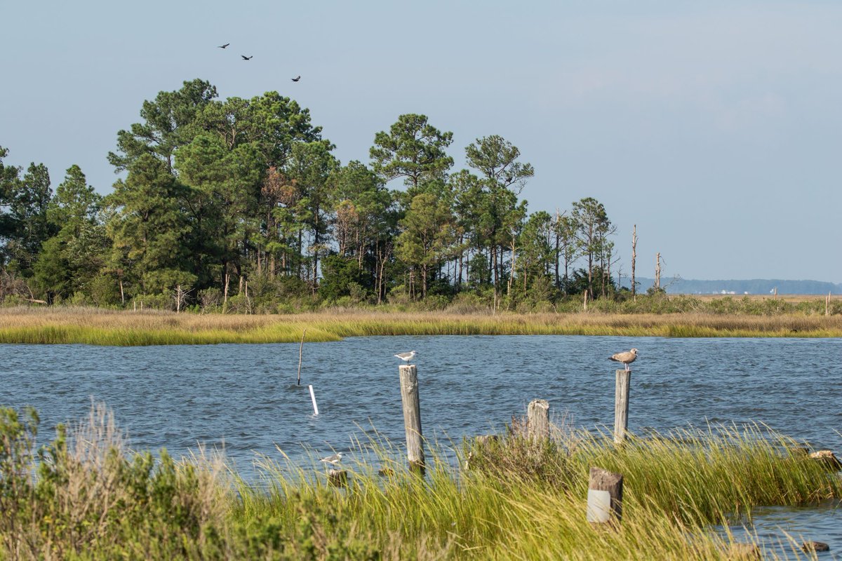 Virginia Department of Wildlife Resources tweet media