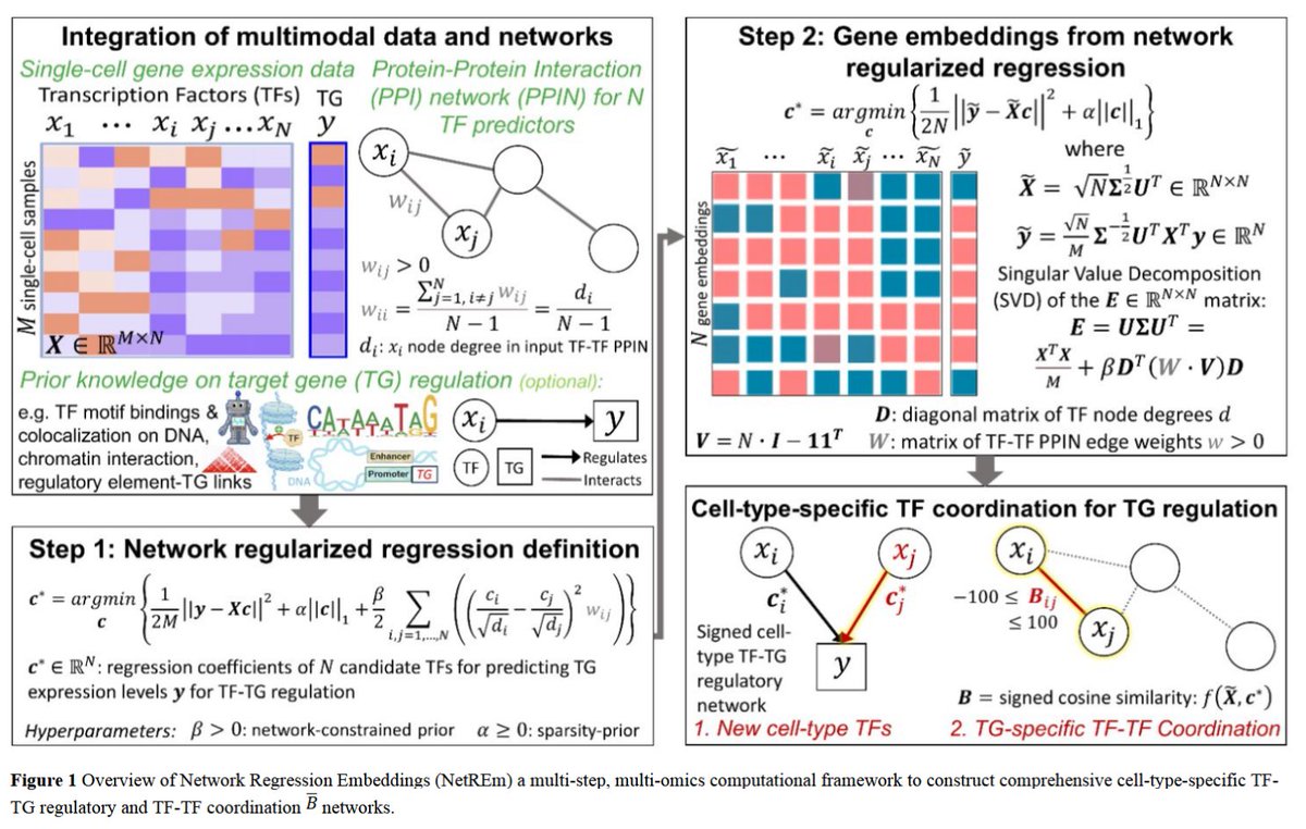 BioinfoAdv's tweet photo. ๐ง "NetREm: Network Regression Embeddings reveal cell-type transcription factor coordination for gene regulation" introduces a novel computational method uncovering TF-TF coordination from single-cell data using prior #proteininteraction networks. https://t.co/Jo4AJT0VRY #GeneRegulation #MachineLearning @SaniyaKhullar