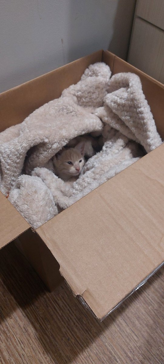 TheJonStaples's tweet photo. @itssamanthaaaa_ Not my cat, but one of my coworkers'. This was her first day after adopting him and she couldn't bear to be away from him all day. https://t.co/Oyc3sYM1rN