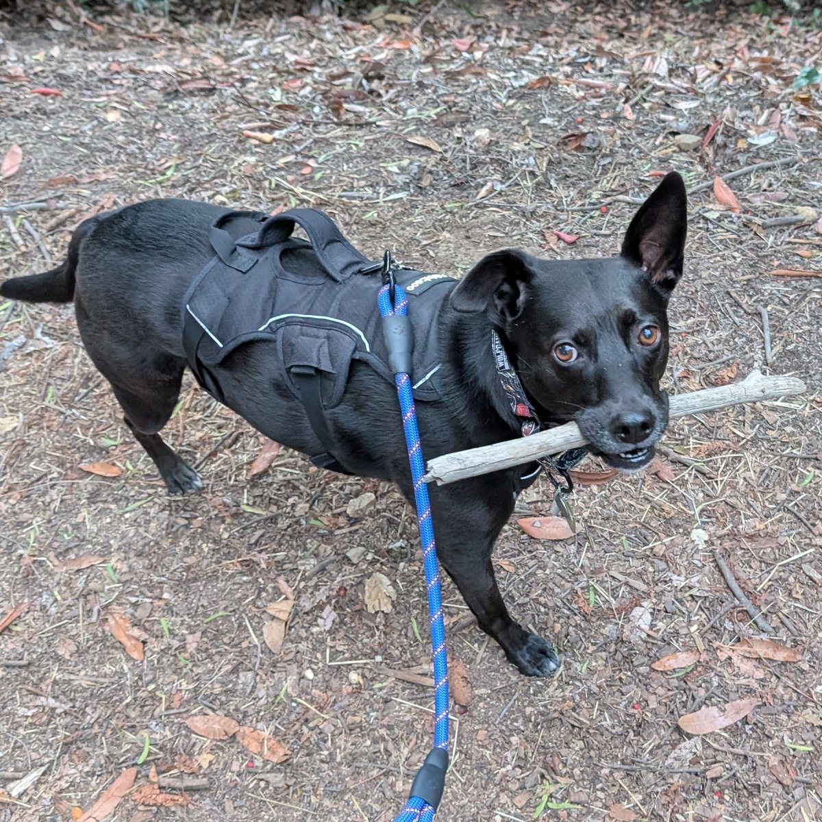 Tuesday timeline cleansing. My pup likes sticks