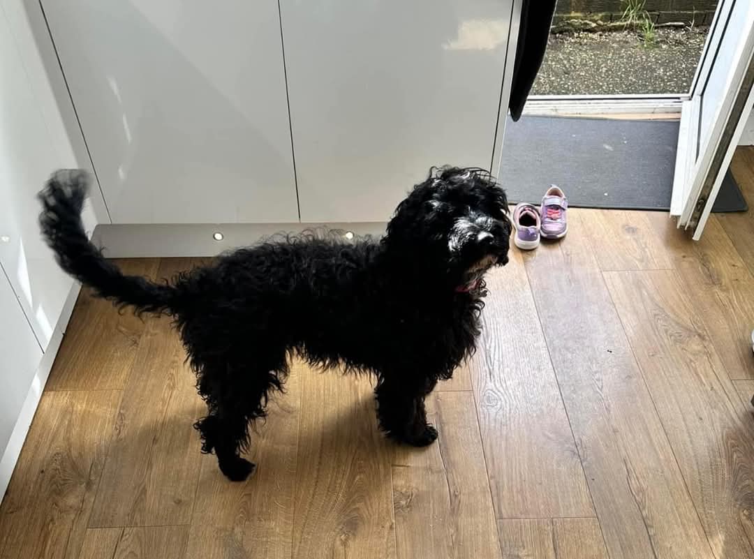 Missing Pets GB tweet media