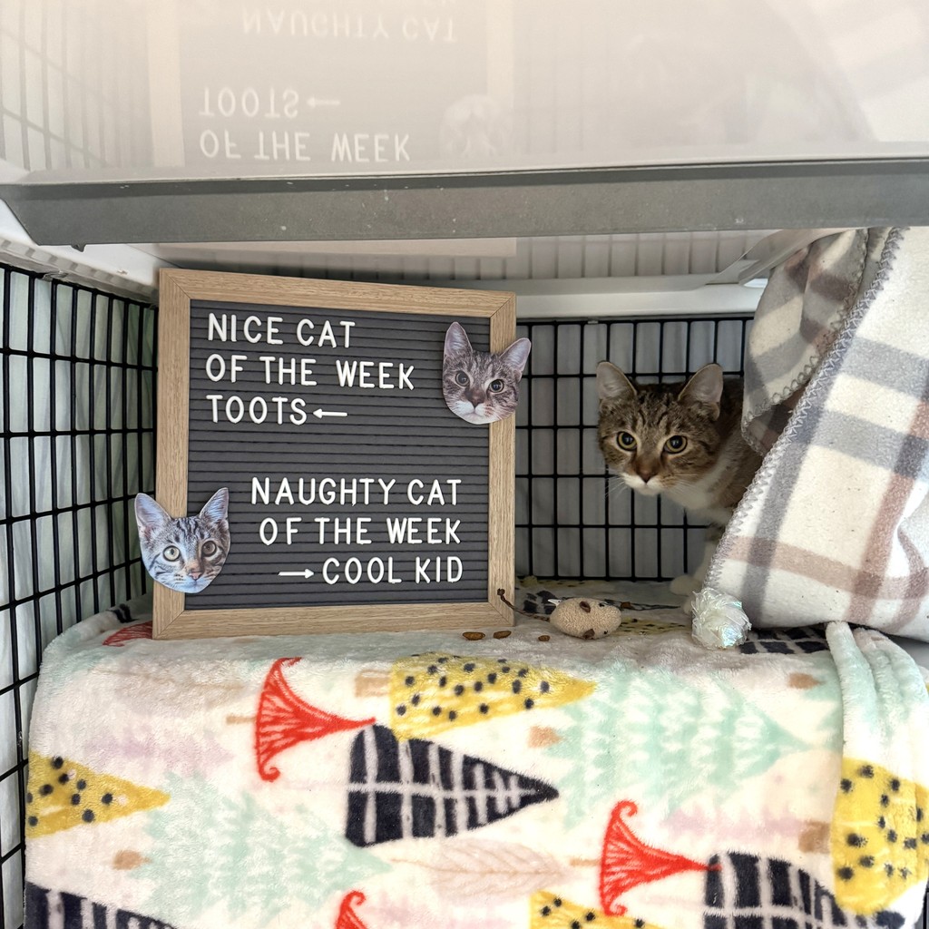 TreeHouseCats's tweet photo. NICE CAT OF THE WEEK: Toots ✔️👍️
Look at Toots and her Feliway stuffy. 🧸 She's so brave.
NAUGHTY CAT OF THE WEEK: Cool Kid ❌️👎️
The big kid on the playground is back.
🔗 Read more about them at https://t.co/4K1YRU6KLi
#TreeHouseCats #Adopt #Chicago #NiceCat #NaughtyCat https://t.co/DGoBPj1Wgy