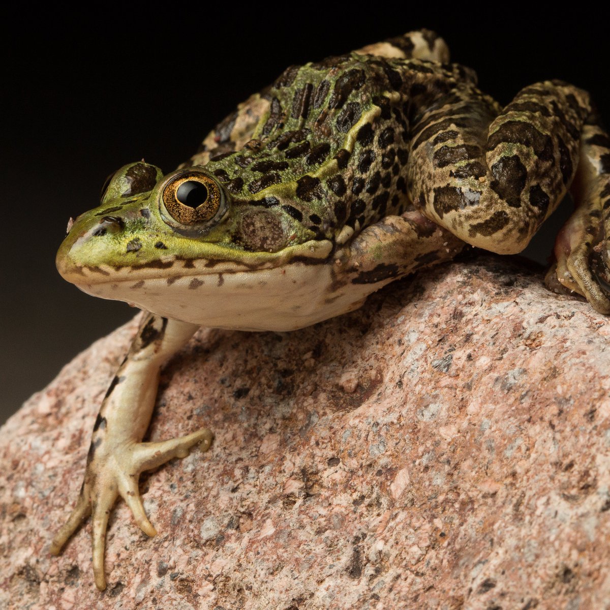 Amphibian and Reptile Conservancy tweet media