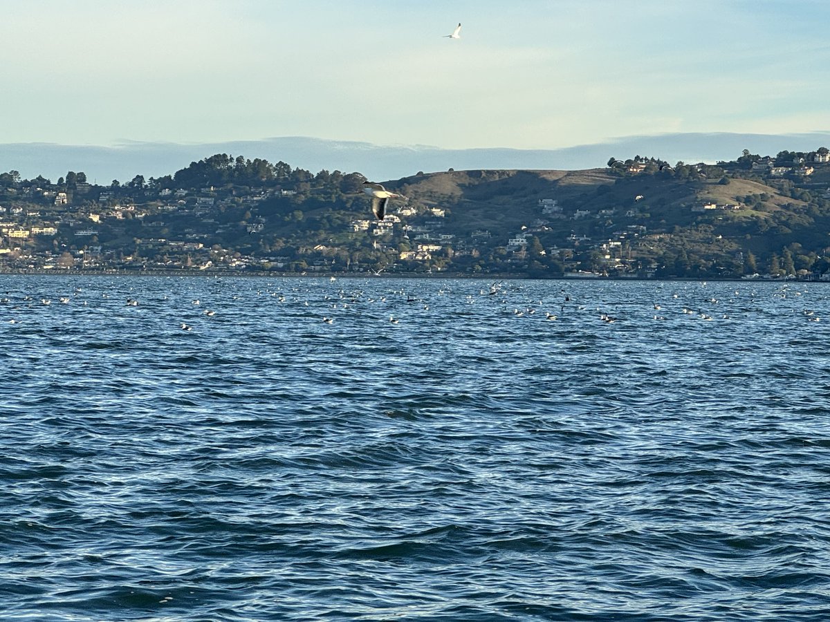 RBRAgency's tweet photo. Scenes from the water last week! A mixed raft of gulls and cormorants enjoying a break from the rain. https://t.co/kmIOXA3xp3