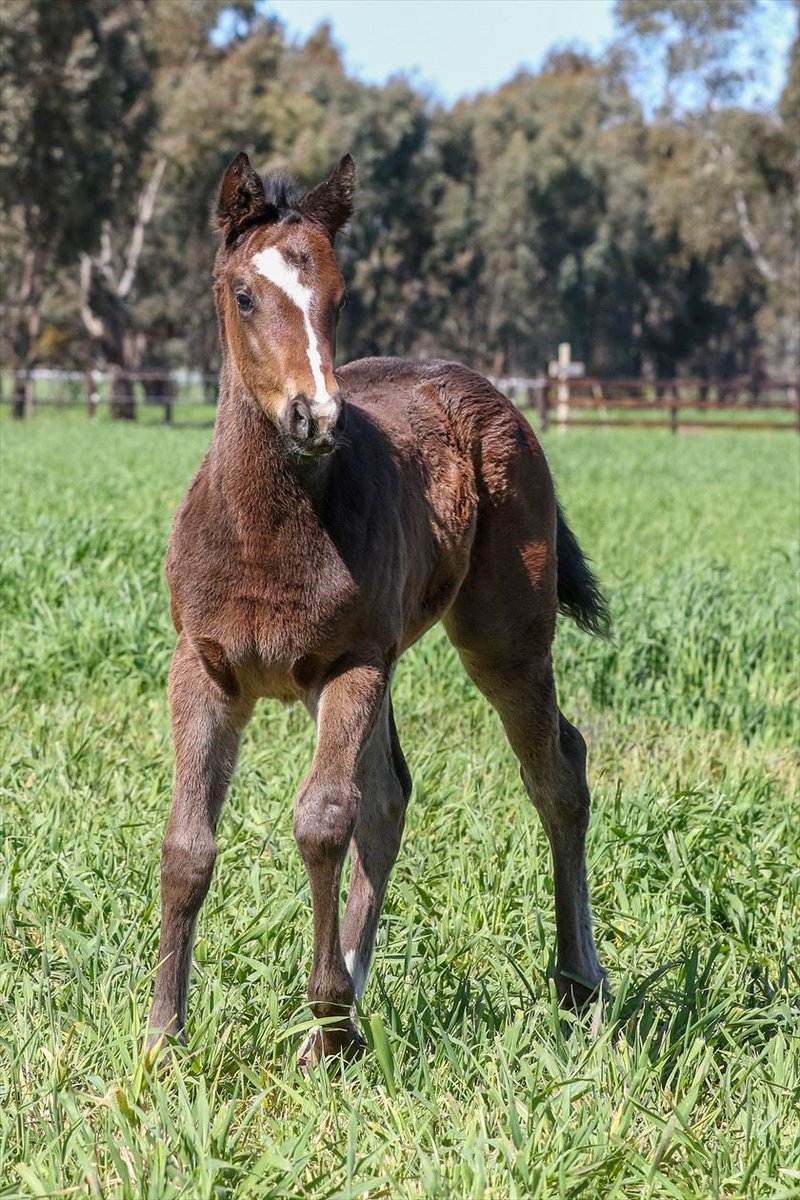 Three Bridges (@threebridges1) on Twitter photo We are proud to have two runners in the 2yold race <a href="/mmsnippets/">Magic Millions</a>
Icarian Dream 😴 as a foal 💪
I love remembering what they were like as babies 👶 <a href="/DarleyAus/">Darley in Australia</a> <a href="/cmaherracing/">Ciaron Maher Racing</a> <a href="/TTRAusNZ/">TTR AusNZ</a> <a href="/vicbreeders/">TBV</a>
Her nature is what makes her special 🤞 We are proud to have two runners in the 2yold race <a href="/mmsnippets/">Magic Millions</a>
Icarian Dream 😴 as a foal 💪
I love remembering what they were like as babies 👶 <a href="/DarleyAus/">Darley in Australia</a> <a href="/cmaherracing/">Ciaron Maher Racing</a> <a href="/TTRAusNZ/">TTR AusNZ</a> <a href="/vicbreeders/">TBV</a>
Her nature is what makes her special 🤞