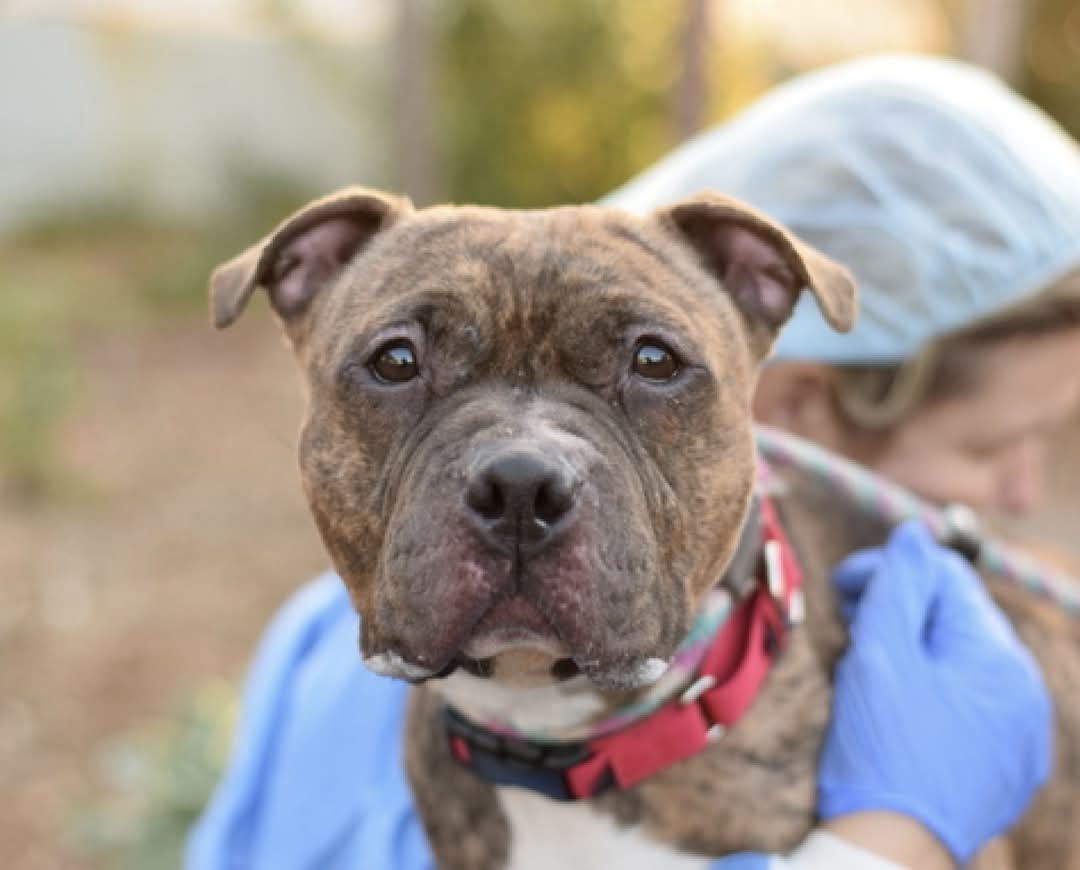 MyBoxerLuvMac1's tweet image. 💔Kali💔
#NYCACC #213203 5y
▪️To Be Killed: 1/8 NOON💉 
▪️MD Emergency

Precious sweetie's been vomiting 4 2 Months!
Finally did radiology 1/5, has has an obstruction!
Needs urgent #MedicalRescue, by NOON 2mrrow!

DM @notthesameone2
Pls #pledge4rescue
💞Kali