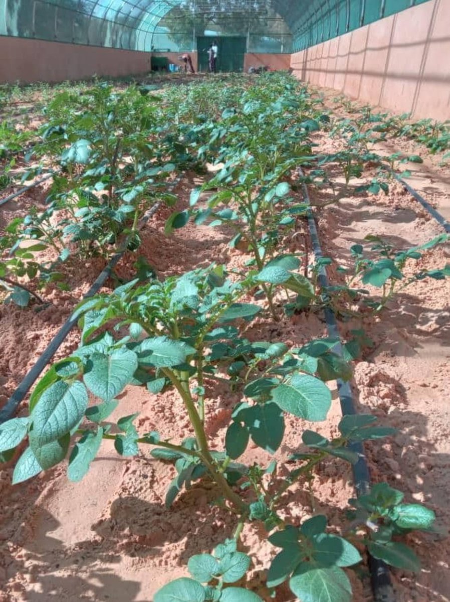 Scientists at #INRAN in #Niger are taking initiative to produce their own #seed #potato from tissue culture. Greenhouse production of cuttings began in September and now producing minitubers in the screenhouse. Thanks Dr Ali Abdoulaye of INRAN for sharing.