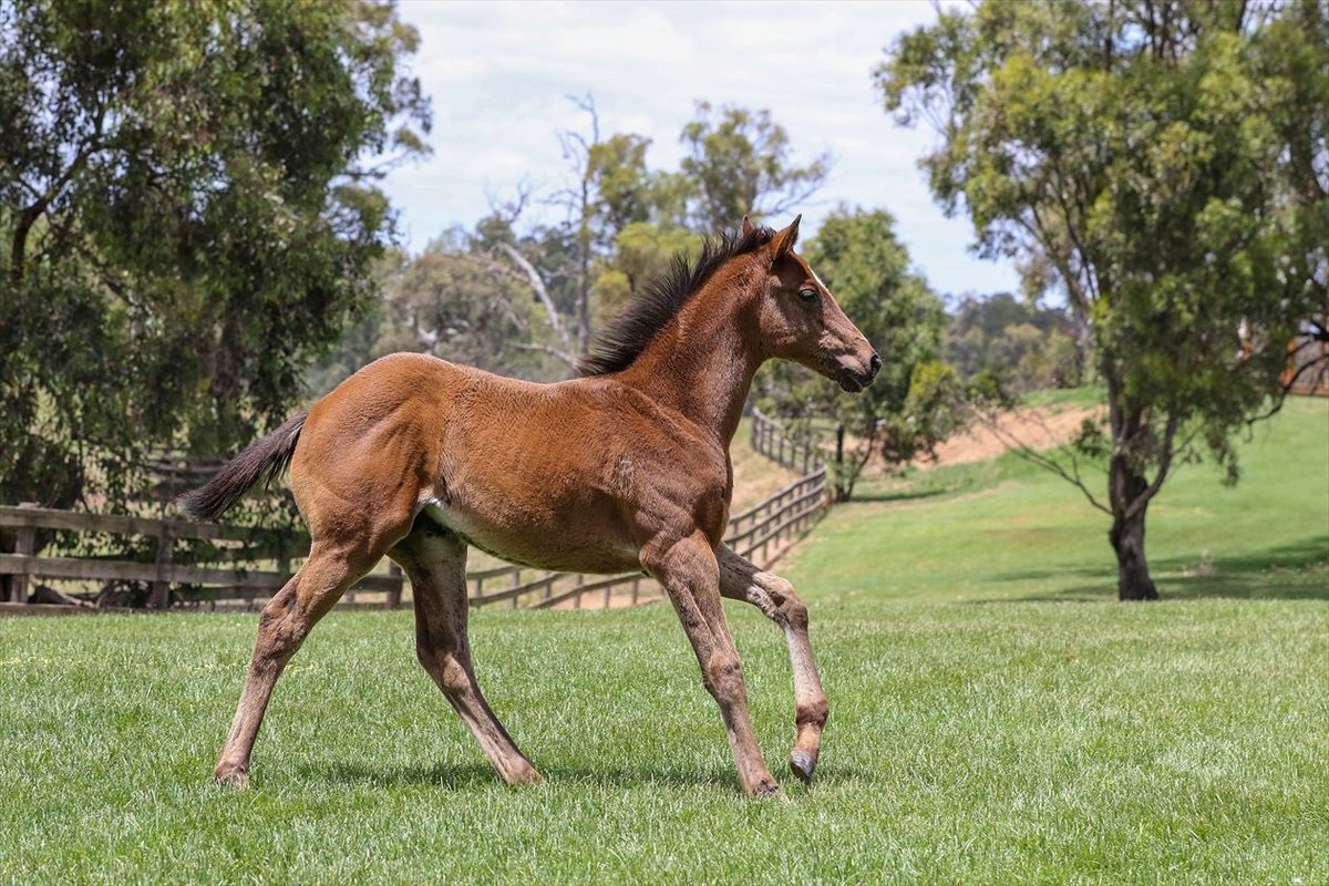 Three Bridges (@threebridges1) on Twitter photo With 41 excited owners for <a href="/munceracing/">Munce Racing</a> <a href="/ArthurHoyeau/">Arthur Hoyeau</a> this <a href="/DarleyAus/">Darley in Australia</a> Blue Point filly is flying under the radar heading into Saturday <a href="/mmsnippets/">Magic Millions</a> 🥂Granddaughter of 2yold champion Victory Vein she was simply born fast 💨 <a href="/TTRAusNZ/">TTR AusNZ</a> With 41 excited owners for <a href="/munceracing/">Munce Racing</a> <a href="/ArthurHoyeau/">Arthur Hoyeau</a> this <a href="/DarleyAus/">Darley in Australia</a> Blue Point filly is flying under the radar heading into Saturday <a href="/mmsnippets/">Magic Millions</a> 🥂Granddaughter of 2yold champion Victory Vein she was simply born fast 💨 <a href="/TTRAusNZ/">TTR AusNZ</a>