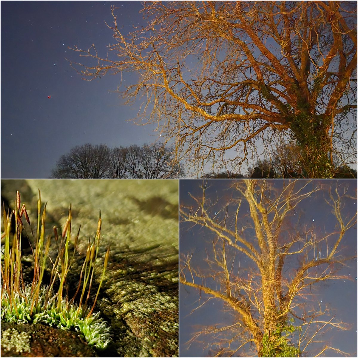 DandelionAppre1's tweet photo. Evening walks can be so beautiful, crisp clear nights the frost glinting. Loved spotting the moss making shadows on a wall, and the stars twinkling behind the trees. Really relaxed now, being outside and looking at nature is the perfect end to the day. #VitaminN #Nature #trees https://t.co/nlakzceasv
