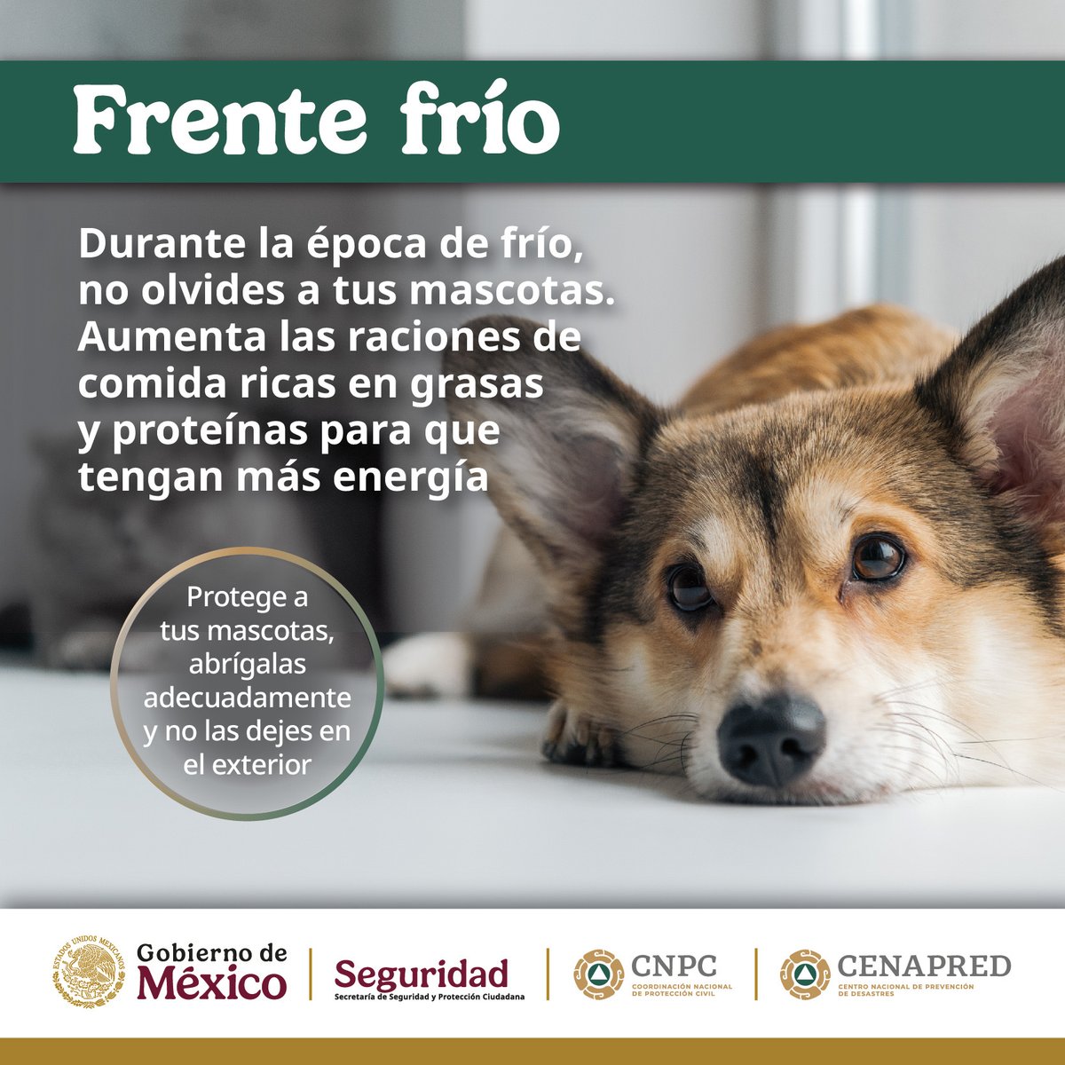 CNPC_MX's tweet photo. Las #mascotas 🦮🐱 son parte de nuestra familia. No te olvides de ellas y protégelas del #frío. ❄️ https://t.co/9kOWsjahFH