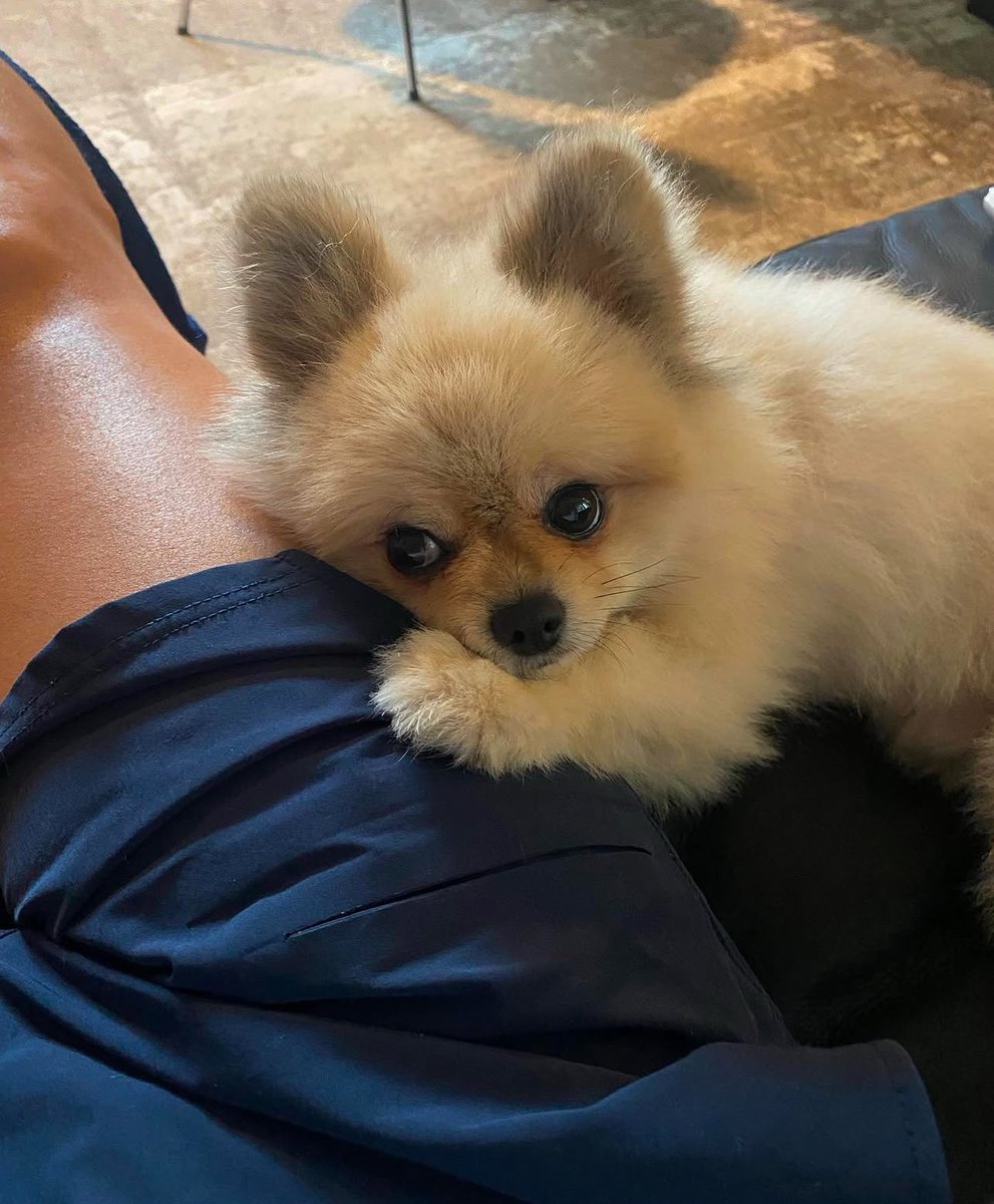 I love my, pets