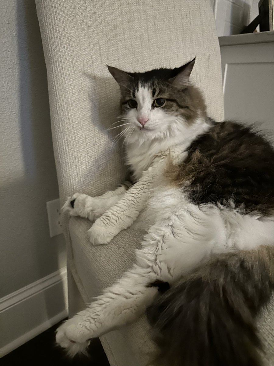 It is exactly 1 month ago Seven went OTRB. Here is a silly picture from earlier this year. I can’t believe it has already been a month. It is so quiet now. #CatsOfX #Hedgewatch #CatsAreFamily 🌈💔