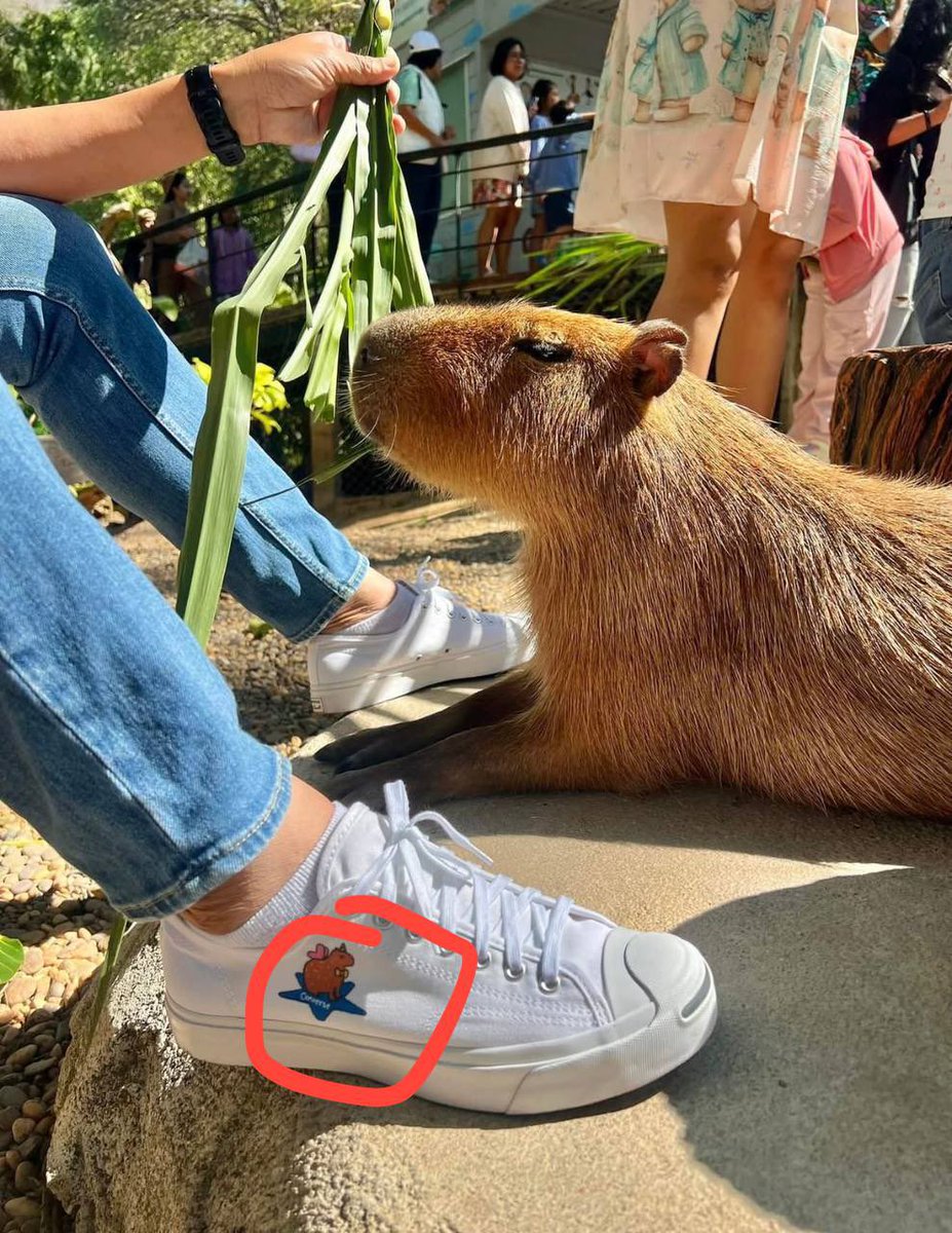 btcarkcaptain's tweet photo. @X It’s $shrimp paste, little capybaras neighbors with moodeng lmaoo. Y’all don’t even know what’s coming. It’s the year of the capybara. https://t.co/4UvjpTUp1W