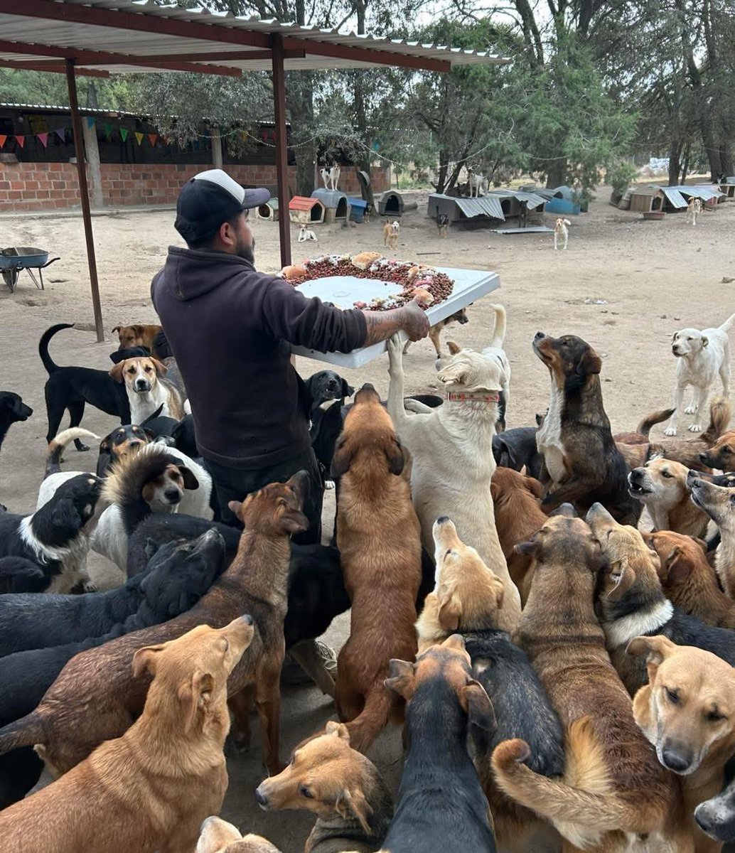 CerebrosG's tweet photo. La Fundación Orejitas de Gala le dio una Rosca de Reyes a sus perritos. https://t.co/L2sI6Ikj8k