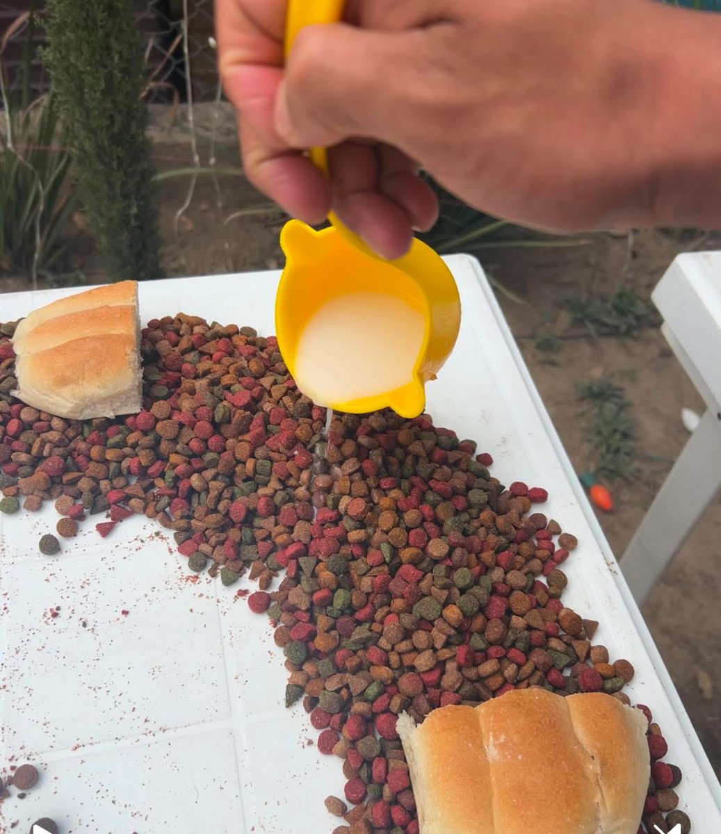 CerebrosG's tweet photo. La Fundación Orejitas de Gala le dio una Rosca de Reyes a sus perritos. https://t.co/L2sI6Ikj8k