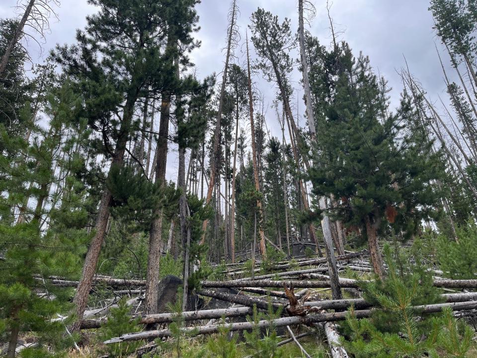 CWSF (@westernforester) on Twitter photo With funding from the Bipartisan Infrastructure Law, <a href="/MontanaDNRC/">Montana Dept. of Natural Resources & Conservation</a> & <a href="/BvrhdDrldgeNF/">Beaverhead-Deerlodge</a> are partnering on a Good Neighbor Authority project to reduce fire risks in Butte’s Basin Creek Municipal Watershed. 🌲🔥 Learn more at: westernforesters.org/bil-and-ira-st… 📸: Gary Ellingson With funding from the Bipartisan Infrastructure Law, <a href="/MontanaDNRC/">Montana Dept. of Natural Resources & Conservation</a> & <a href="/BvrhdDrldgeNF/">Beaverhead-Deerlodge</a> are partnering on a Good Neighbor Authority project to reduce fire risks in Butte’s Basin Creek Municipal Watershed. 🌲🔥 Learn more at: westernforesters.org/bil-and-ira-st… 📸: Gary Ellingson