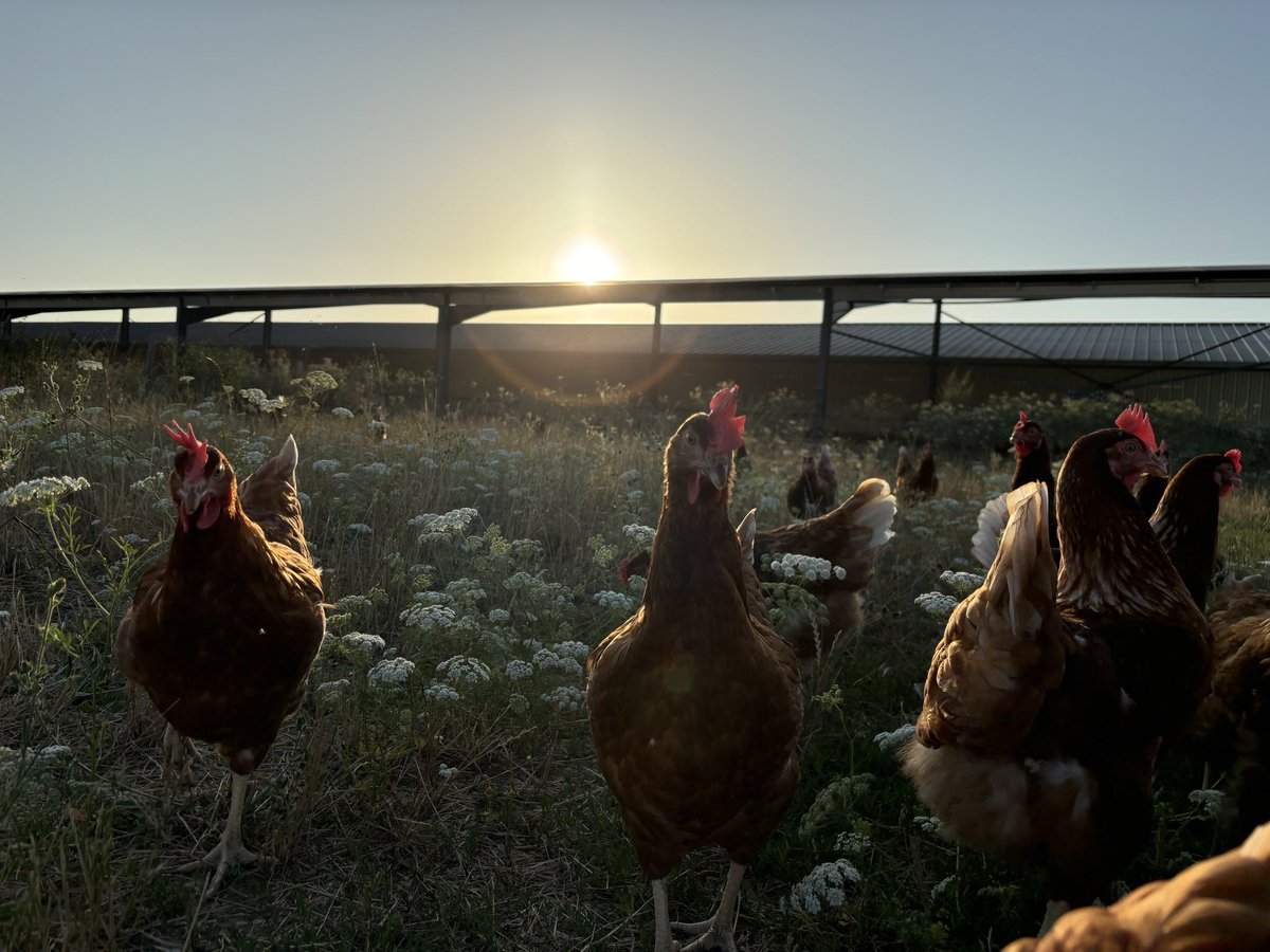 🎥🥂💫 Nouvelle vidéo sur notre chaîne #Youtube, rétro 2024 depuis l’arrivée des poules en mai. Après 7 mois d’absence, nous revoilà ! 
Bon visionnage 

🎥▶️youtu.be/HDnyHLN_AF4?si…