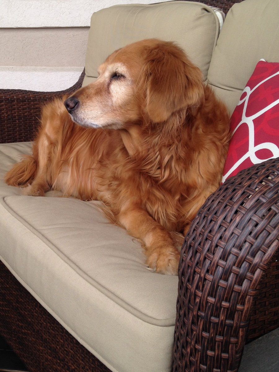 Blue2Bunny's tweet photo. @StephanieSidley @nancytsidley 💛 My sweet Gracie. https://t.co/nR2aasjY3L