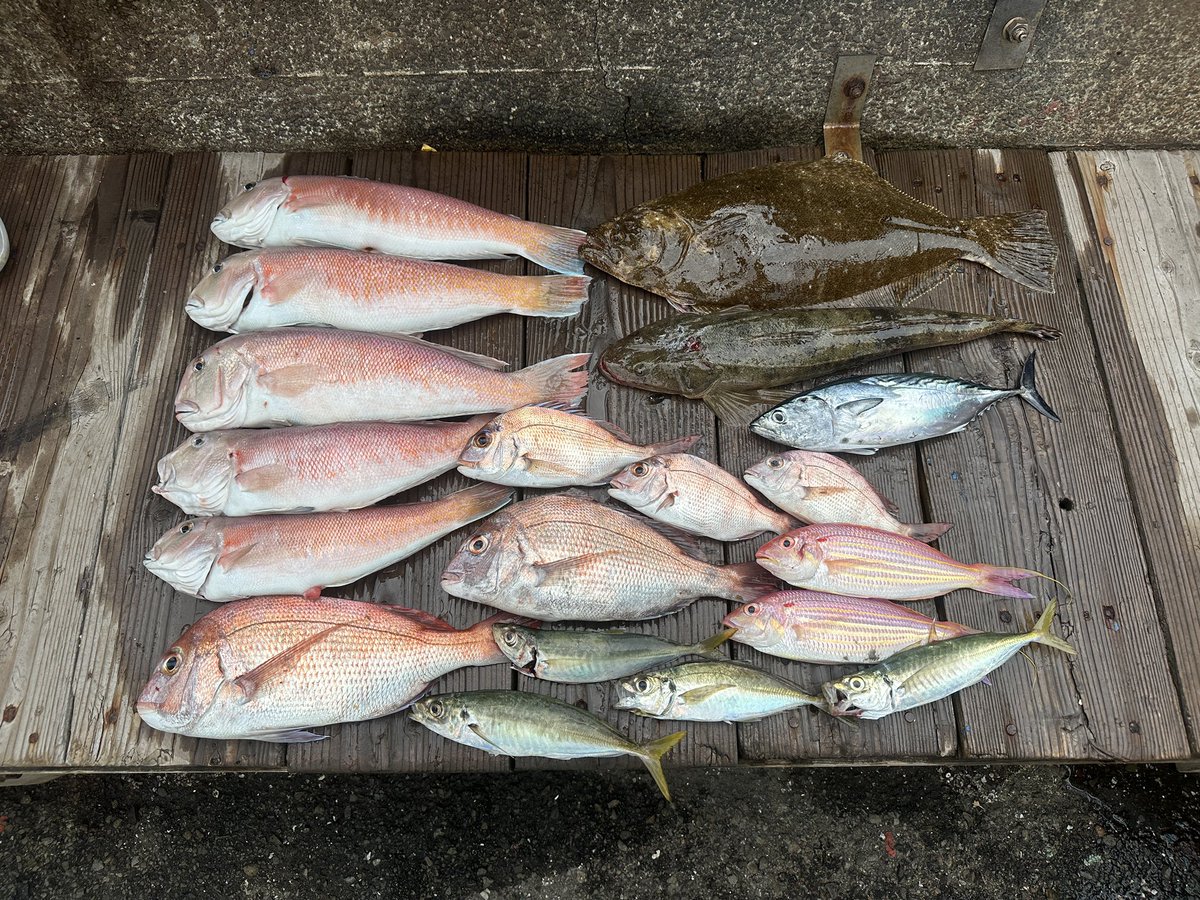 warashinn's tweet photo. 最近レンタルボートでも釣れるようなってきたけどタイむずいなー

青物はショアでいいから狙う気ないしなぁ

ショアの初釣りはヒラ
オフショアは白アマ10枚とタイ
今年もご安全〜 https://t.co/WCg31ZlZ4m