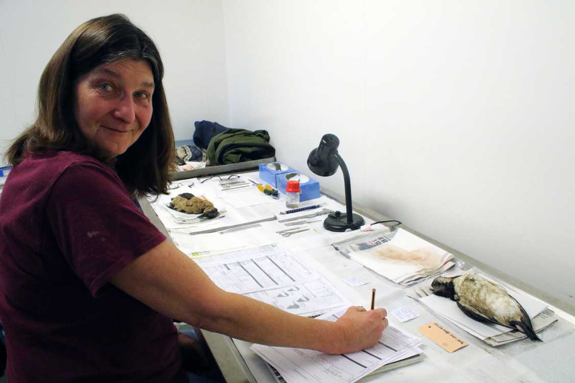 Dan Turner (@dant_coast) on Twitter photo Thursday, 5 Dec 2024.
Beached Bird surveyor / volunteer <a href="/JaneHardlyever/">Jane Hardy (Crazy seal lady/ BDMLR Medic)</a> travelled many miles this icy morning to help <a href="/NCLDoveMarine/">NCL Dove Marine Lab</a>. Jane helped by recording, labelling, bagging, weighing, etc. We processed a first-year male razorbill, found Feb 2021 by surveyor <a href="/Peter67369889/">Peter Collins</a>. Thursday, 5 Dec 2024.
Beached Bird surveyor / volunteer <a href="/JaneHardlyever/">Jane Hardy (Crazy seal lady/ BDMLR Medic)</a> travelled many miles this icy morning to help <a href="/NCLDoveMarine/">NCL Dove Marine Lab</a>. Jane helped by recording, labelling, bagging, weighing, etc. We processed a first-year male razorbill, found Feb 2021 by surveyor <a href="/Peter67369889/">Peter Collins</a>.