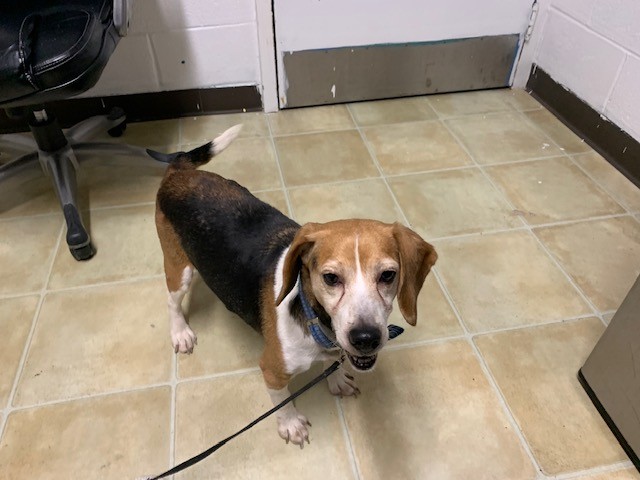 FOUND:

This female dog with a blue collar was found in the Kelligrews area. If you believe you are the owner please contact Humane Services at 709-834-6552.