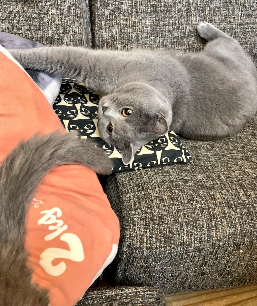 dgn_chartreux's tweet photo. エアコン真下の温風でぬくぬく https://t.co/hRmBFafuV0