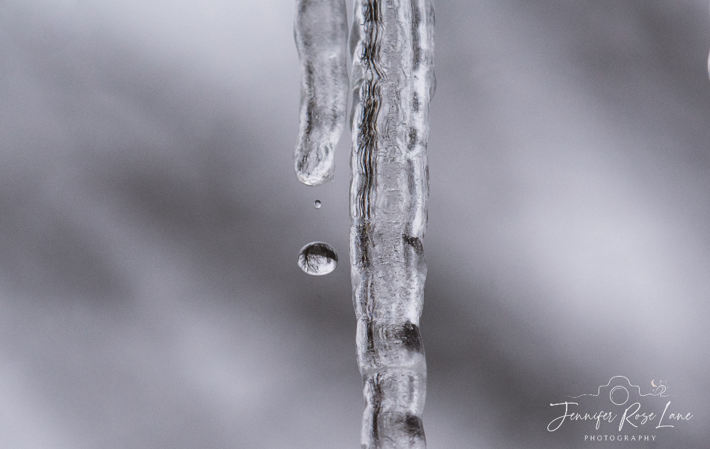 Jennifer Rose Lane (@jens_starry_sky) on Twitter photo "Nature never hurries: atom by atom, little by little, she achieves her work." #icicles #waterdrop #macro <a href="/ThePhotoHour/">#ThePhotoHour</a> <a href="/MacroHour/">#MacroHour 🌿</a> "Nature never hurries: atom by atom, little by little, she achieves her work." #icicles #waterdrop #macro <a href="/ThePhotoHour/">#ThePhotoHour</a> <a href="/MacroHour/">#MacroHour 🌿</a>