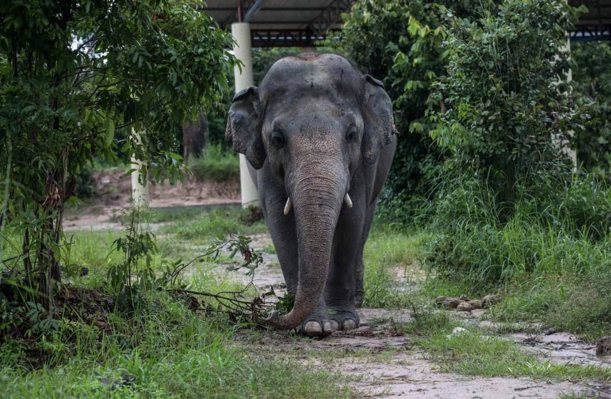 Did you know that even famous personalities step in to help? For example, in 2020, singer Cher played a key role in rescuing Kaavan, known as "the world's loneliest elephant." Kaavan had spent 35 years in a Pakistani zoo, living alone since 2012 after his partner passed away.