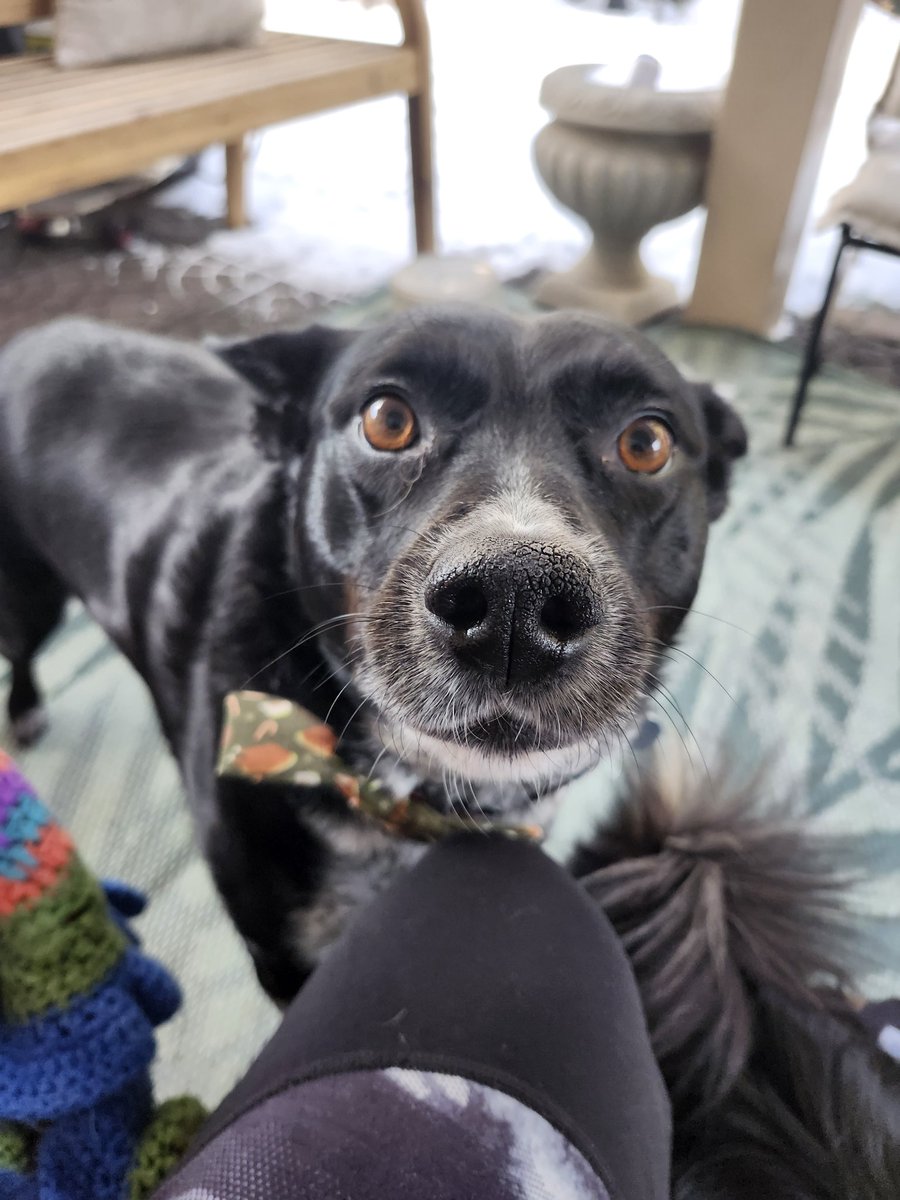 KuinTracey's tweet photo. @bonlee53 Nice to meet you adorable puppies 🐶 
This is Daisy, my big sister. https://t.co/J97MdeMiXP
