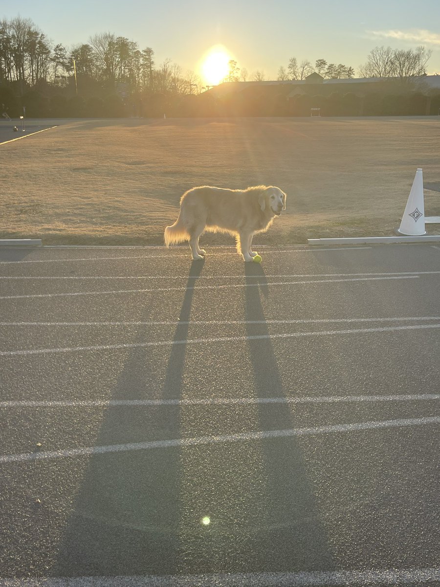 RGary2's tweet photo. My assistant parked himself &amp; his ball in lane 1 today during practice… we got work to do. 🤦🏼‍♀️ 

#Furman #bestassistant #trackandfield #goldenretievers https://t.co/PajZR2U7x2