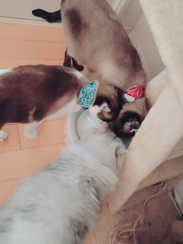 min_3cats's tweet photo. 朝ごはんの後
混み合う水飲み場
3匹一緒😺 https://t.co/zQjmSEFYxo