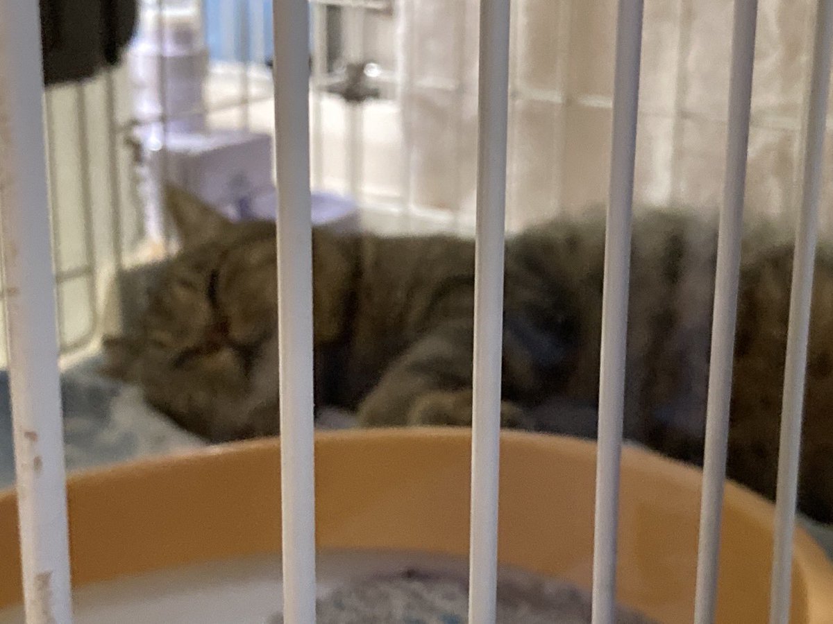 homenyan222's tweet photo. 👩🏻です！

年末に保護したセキくん 😺
だいぶくつろいでいる様子で…一安心です！ https://t.co/Sw2zqpmYvG