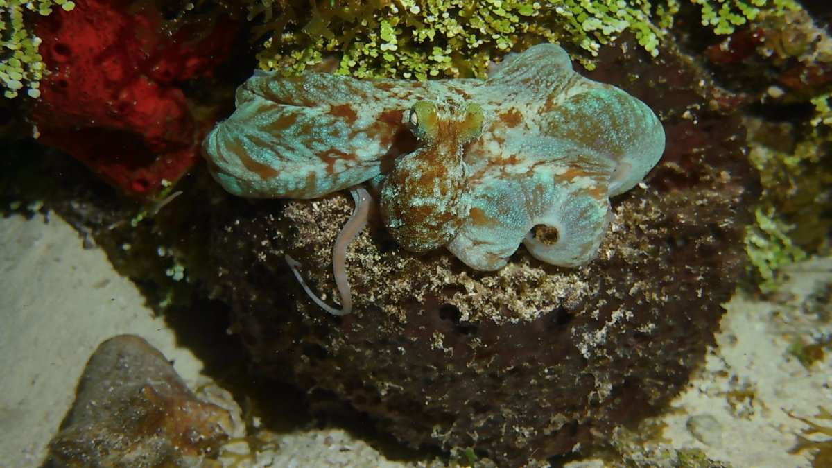 pynqoctopus's tweet image. Coiled. 8.

#pynqoctopus #pynq8 #pynq

@amgrafitti @AnthonyGrafitti